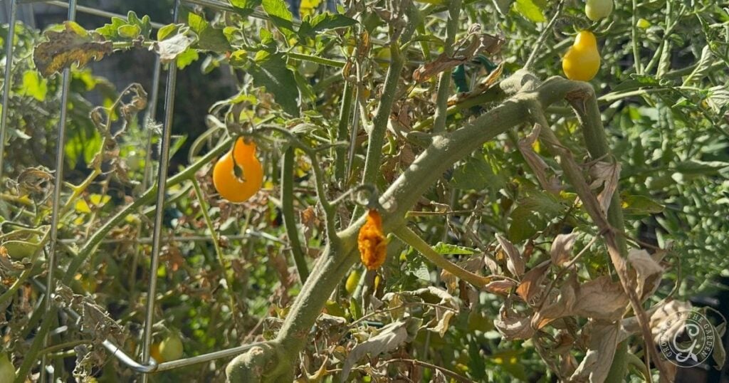 Yellow tomatoes growing on a vine, surrounded by green leaves and some dried brown foliage. Wondering what to do with tomatoes after an Arizona summer? These vibrant fruits are perfect for sauces, salads, or sun-drying.