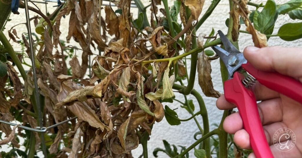 Hand using red pruning shears to cut dead, brown leaves from a plant—a helpful step when considering what to do with tomatoes after an Arizona summer.