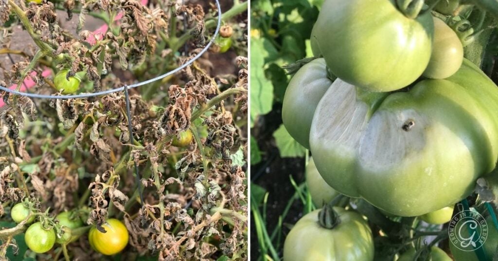 Split image: Left, wilted tomato plant with yellowing leaves; right, green tomatoes with cracked skin—showing challenges and options for what to do with tomatoes after an Arizona summer.