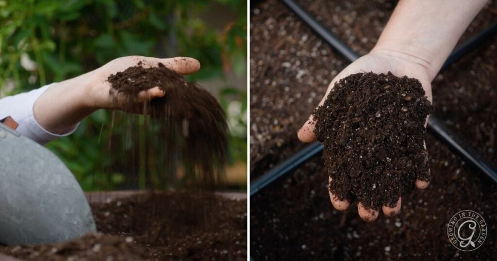 Two hands holding and sifting dark soil over garden beds, ready for planting—an essential step when considering what to do with tomatoes after an Arizona summer.