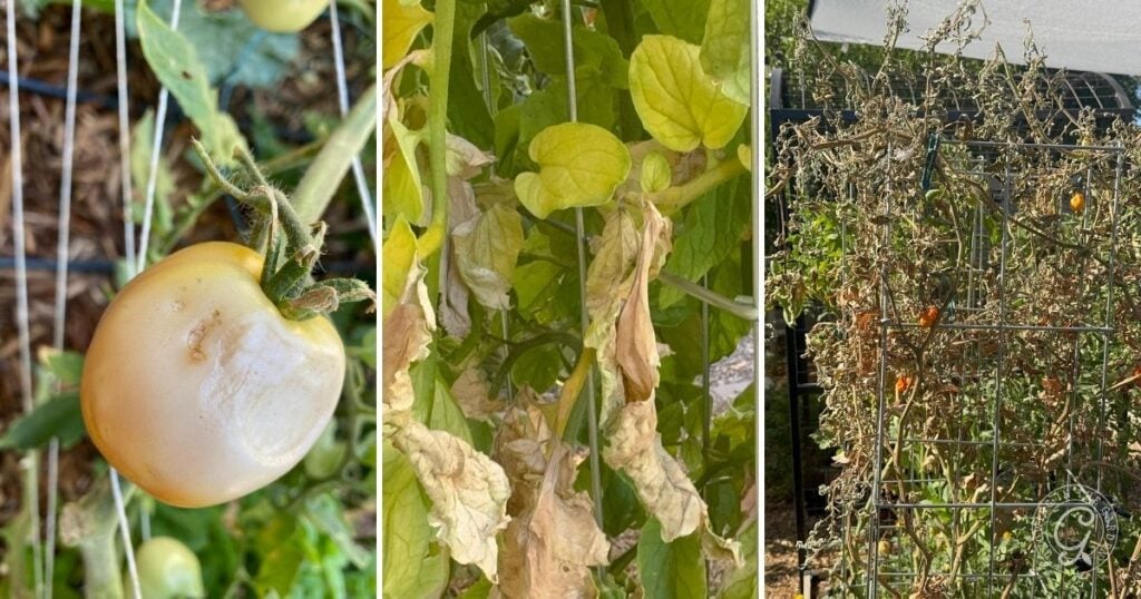 Three images: a discolored tomato, wilted leaves, and a dying tomato plant in a garden cage—showing what to do with tomatoes after an Arizona summer as the heat takes its toll on your harvest.