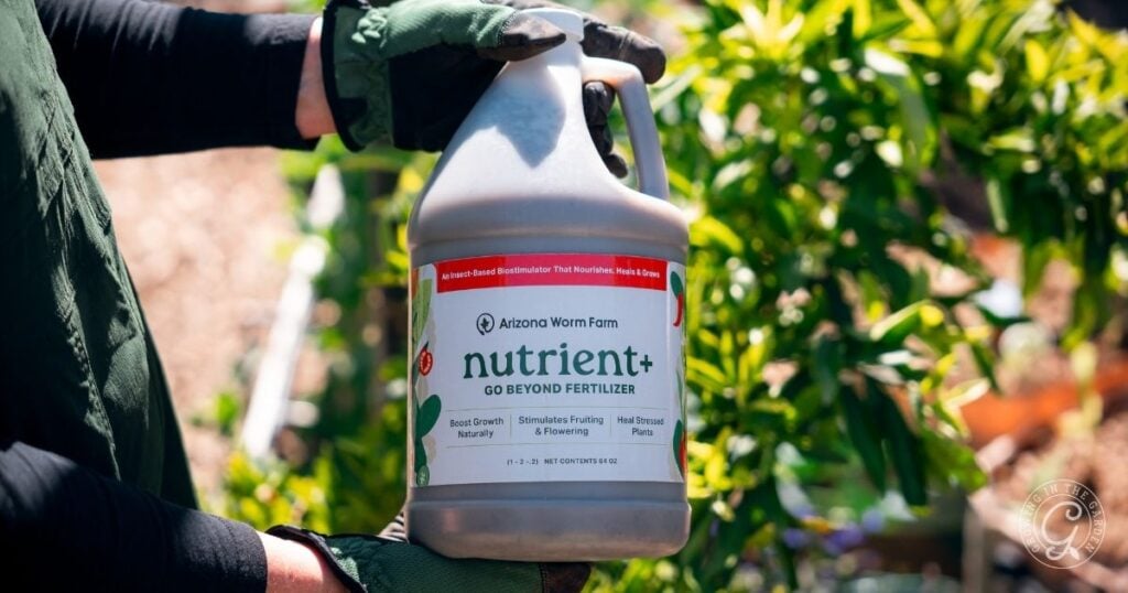 Person holding a jug of nutrient+ fertilizer outdoors, with green plants in the background—a handy solution for what to do with tomatoes after an Arizona summer.