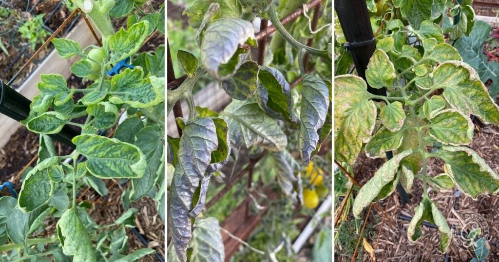 Three tomato plants with curling, discolored leaves—common after intense heat—may signal disease or nutrient deficiency. Learn What to Do With Tomatoes After an Arizona Summer to help your plants recover and thrive.