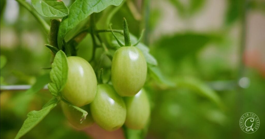 Cluster of unripe green Roma tomatoes growing on a vine with green leaves in the background, perfect for those wondering what to do with tomatoes after an Arizona summer.