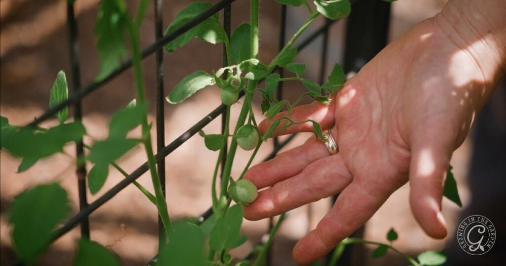 A hand gently holds a tomato plant with small green tomatoes growing on a garden trellis, perfect for exploring what to do with tomatoes after an Arizona summer.