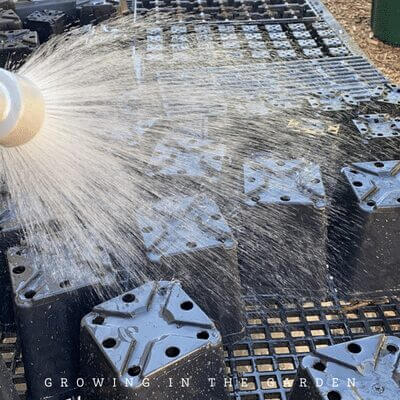 Lay out trays and containers, and rinse off with a spray of water. 