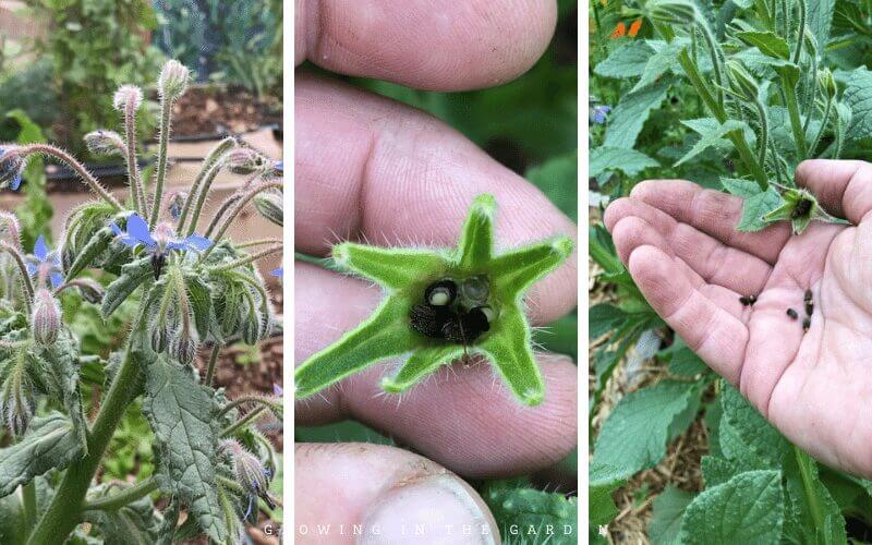 Borage from bloom to seeds