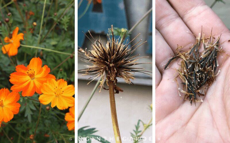 Sunset cosmos from bloom to seeds
