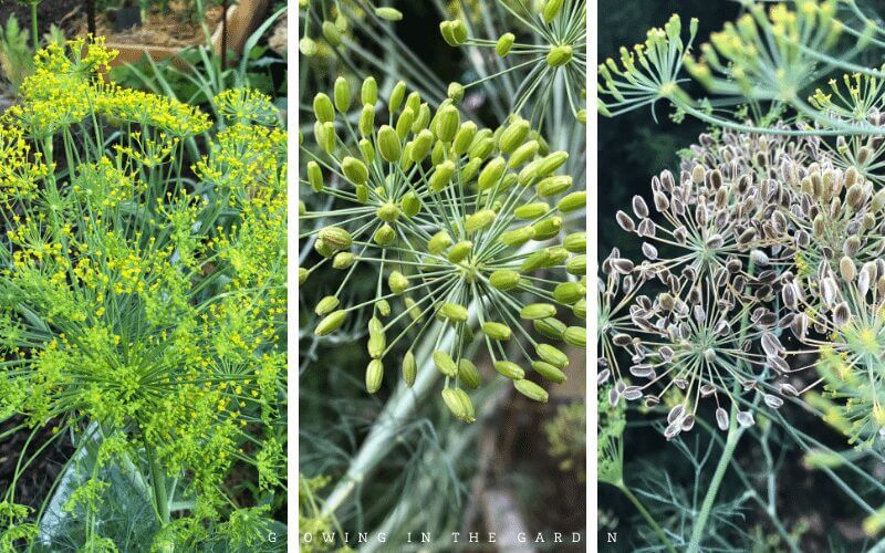 Dill from bloom to seeds
