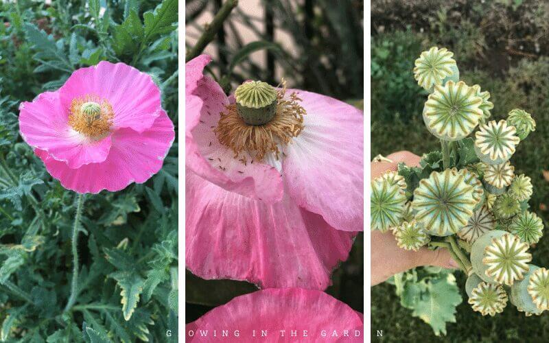 Poppies from bloom to seeds (the seeds are inside of the heads) 