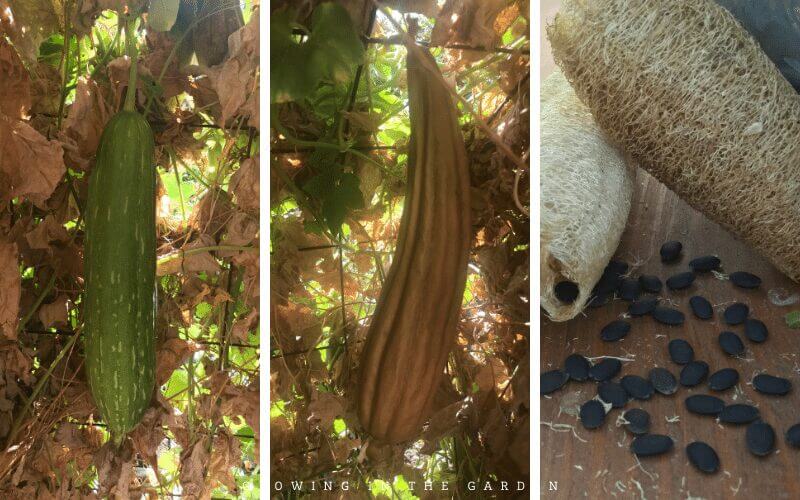 Luffa seeds