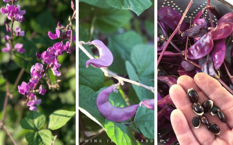 Purple hyacinth vine seeds