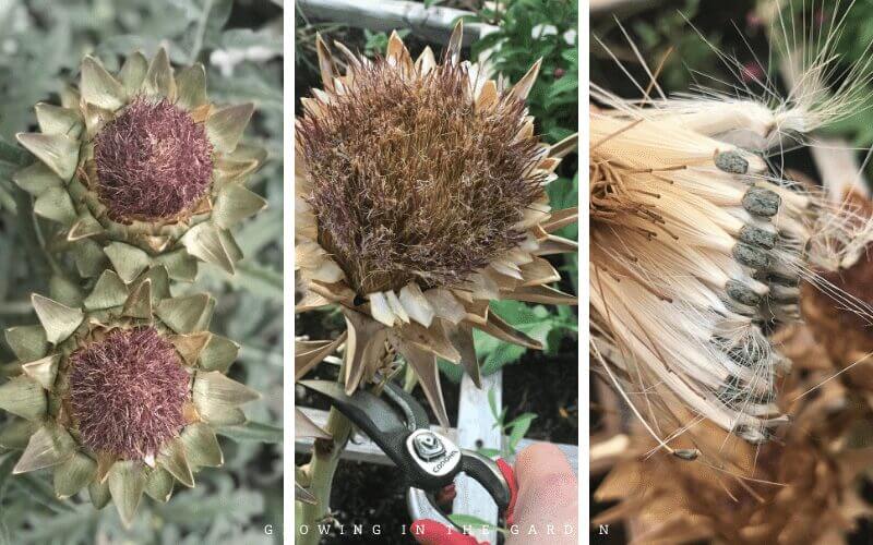 Saving seeds is not complicated; it is often straightforward. Learn about the crops you are growing and see if it is possible to save seeds from them. Learn the best time to harvest seeds, and store them properly. (This blog post tells you how) Properly-saved seeds will last for years.