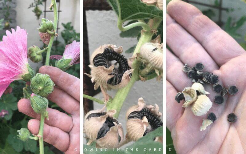 Hollyhock from bloom to seeds