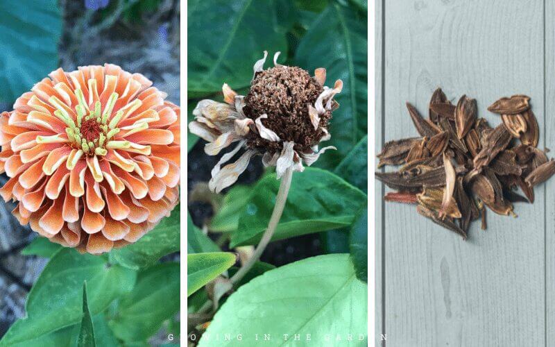 Zinnia from bloom to seeds