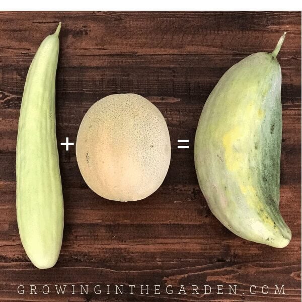 How to Save Seeds #seedsaving