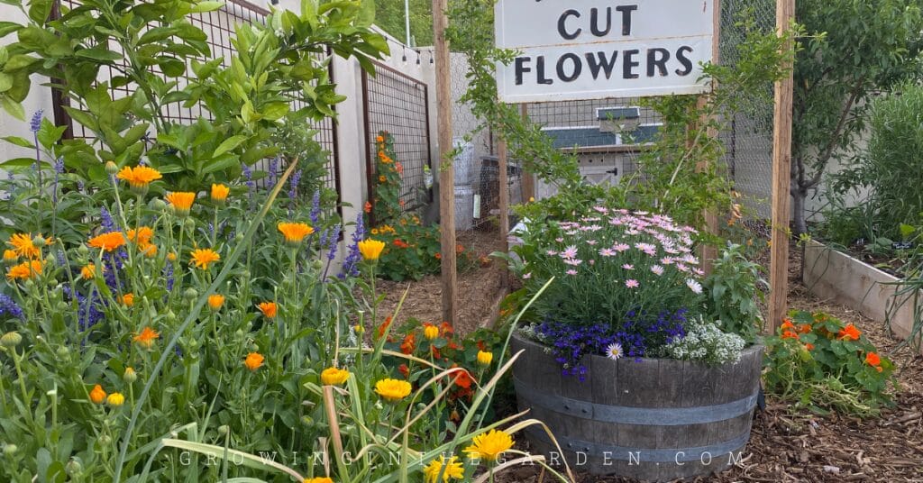 How to Start a Garden on a Budget