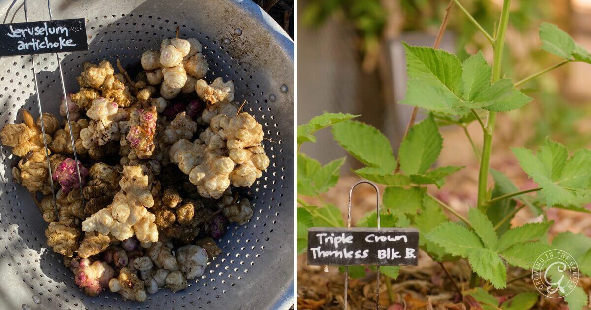 Perennials come back year after year, saving you money in the long run. Some of my favorite perennials are asparagus, artichokes, and strawberries.