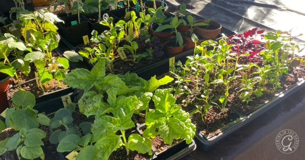 Hardening your seedlings off before moving them outside is crucial to avoid transplant shock.