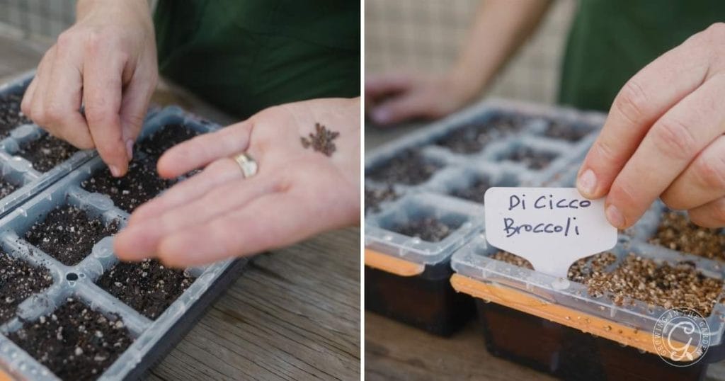 Plant 2-3 seeds per pot to increase the chances of successful germination. Press the seeds gently into the soil to ensure good contact. Sprinkle with vermiculite (if using).