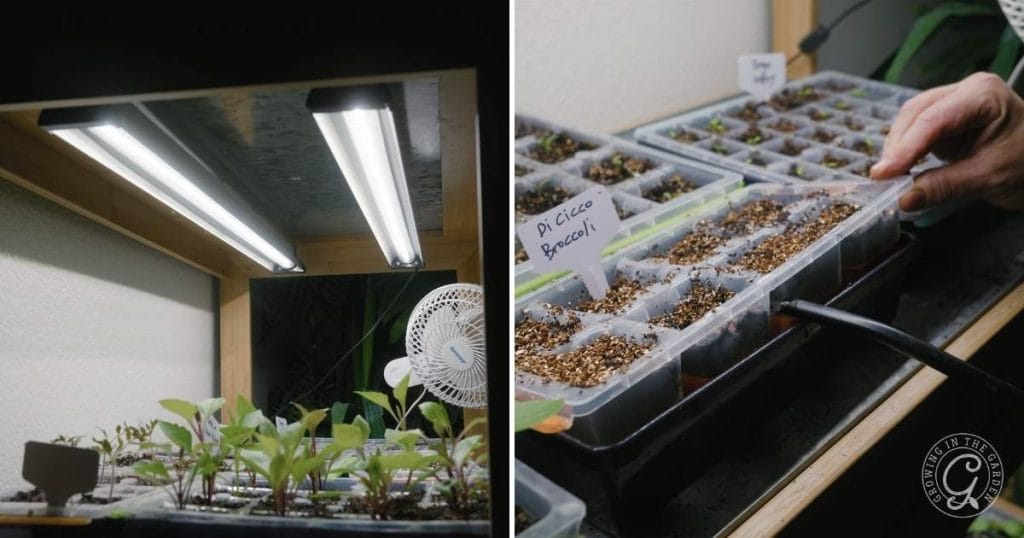 Keep the lights on for 12-16 hours a day. Keep the light within an inch or two of the seedlings to prevent them from becoming leggy. Some LED lights may be kept further away; follow the instructions that came with your lights. If the seedlings looked scorched, move them further away. If the seedlings are leggy or elongated, put the lights closer.