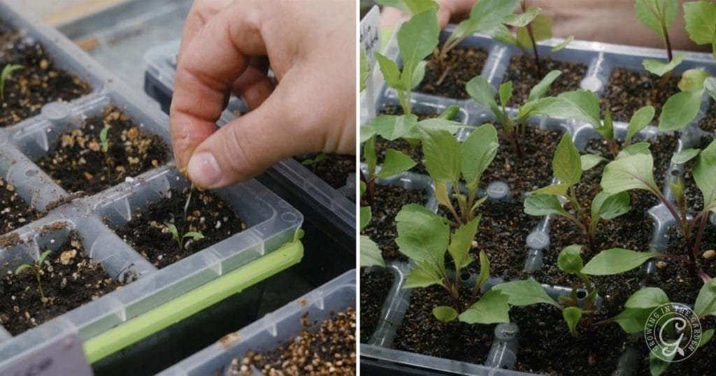 When seedlings develop true leaves, thin them to leave the strongest plant in each pot. The earlier. you thin to one plant per cell, the quicker they will grow. You can gently tease up the extra seedlings with a pencil and replant them in other pots if desired.