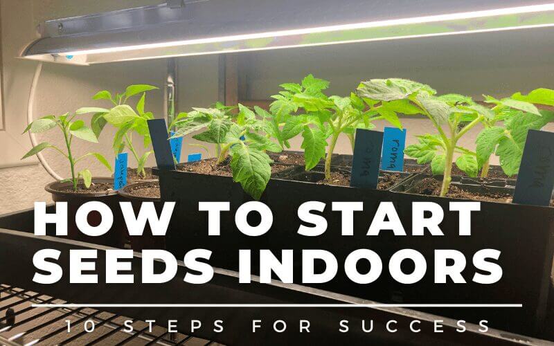 How to Start Seeds Indoors: 10 Steps for Success