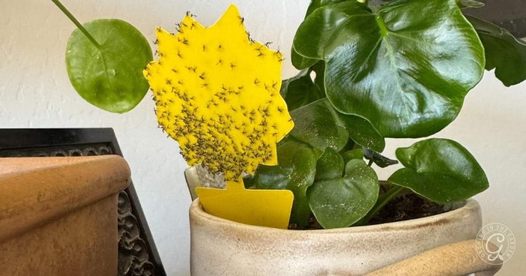 How to Treat and Prevent Fungus Gnats Indoors