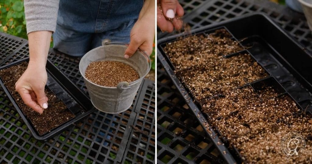 How to Treat and Prevent Fungus Gnats Indoors