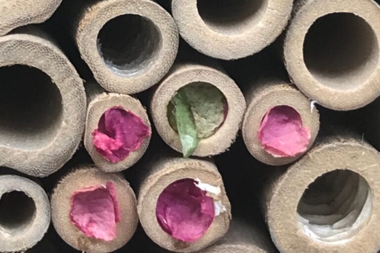 How to Use Insect Hotels: Common Questions featured image