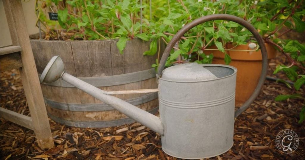 How to Water Your Vegetable Garden