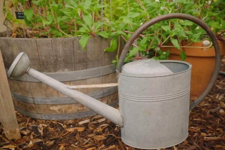 How to Water Your Garden featured image