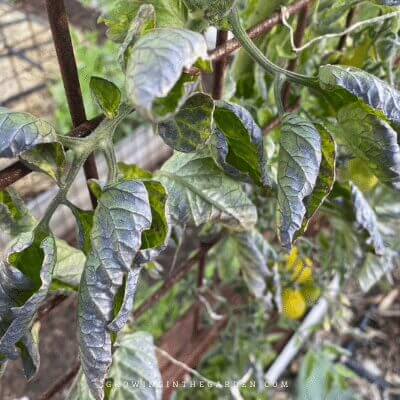 Plants may give you signs that nutrient levels are not ideal