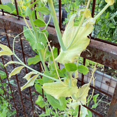 Plants may give you signs that nutrient levels are not ideal