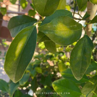 Plants may give you signs that nutrient levels are not ideal