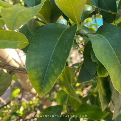 Plants may give you signs that nutrient levels are not ideal