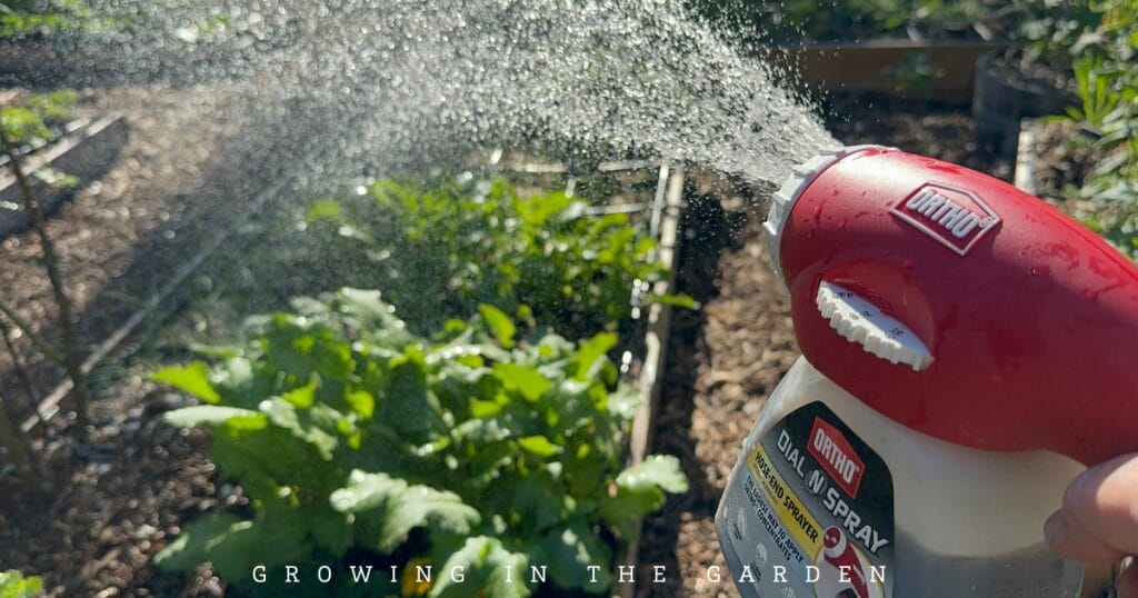 How & Why to Make Worm Castings Tea