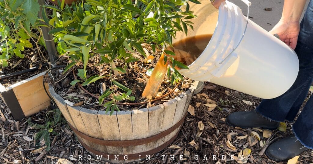 How & Why to Make Worm Castings Tea