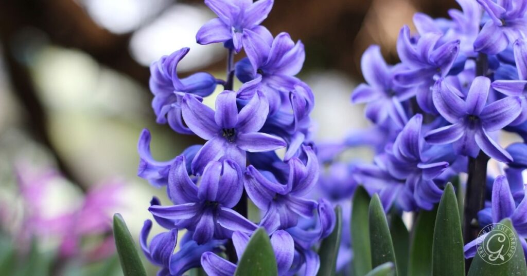 Close-up of vibrant purple hyacinth flowers with green leaves and a blurred natural background, as featured in the Arizona Annual Flowers Planting Guide.