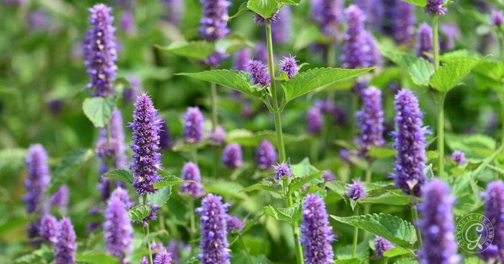 A cluster of purple hyssop flowers with green leaves, growing closely together outdoors in bright natural light.