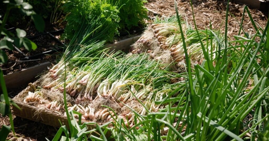 Freshly harvested onions with green tops lay drying on a woven tray in a sunny garden bed.