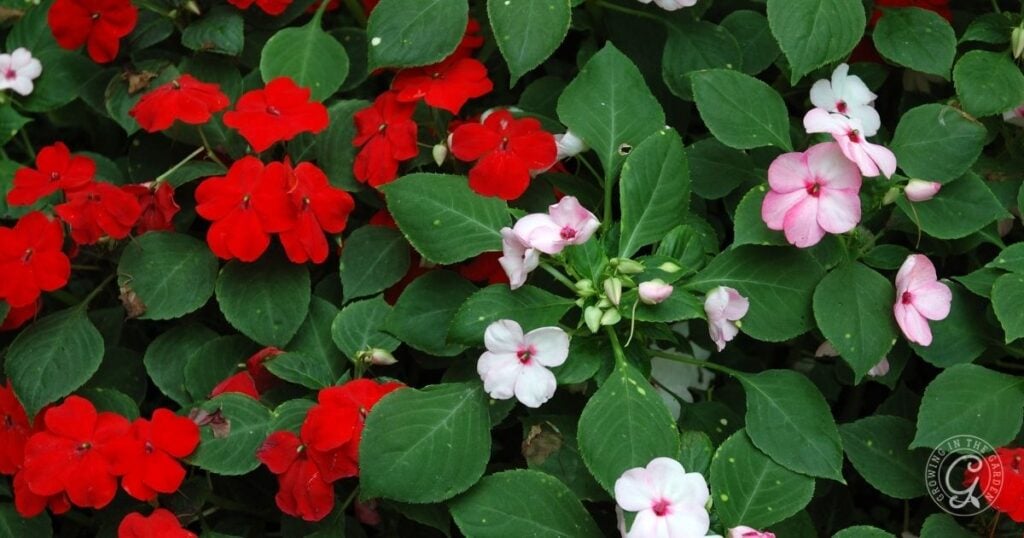 Red and pink impatiens flowers with green leaves densely covering the ground, as recommended in the Arizona Annual Flowers Planting Guide.