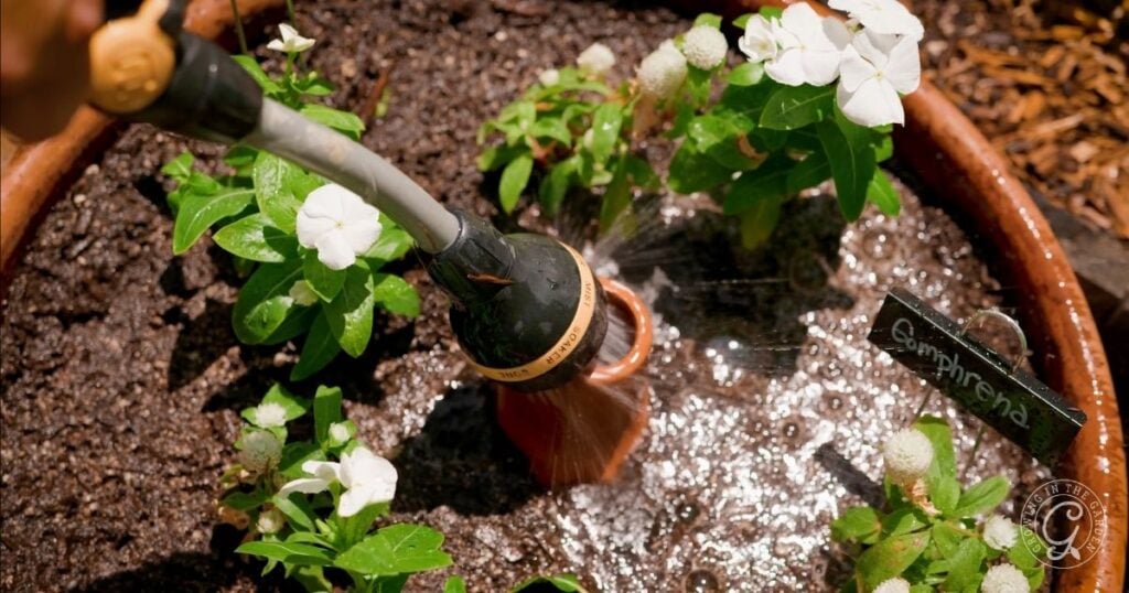 A watering can sprinkles water on white flowers and soil in a brown garden pot with a plant label, helping to avoid common vegetable gardening mistakes.