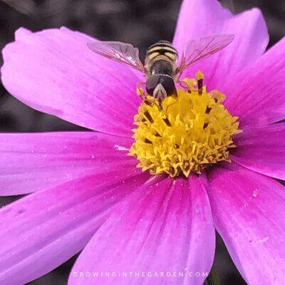 how to use insect hotels