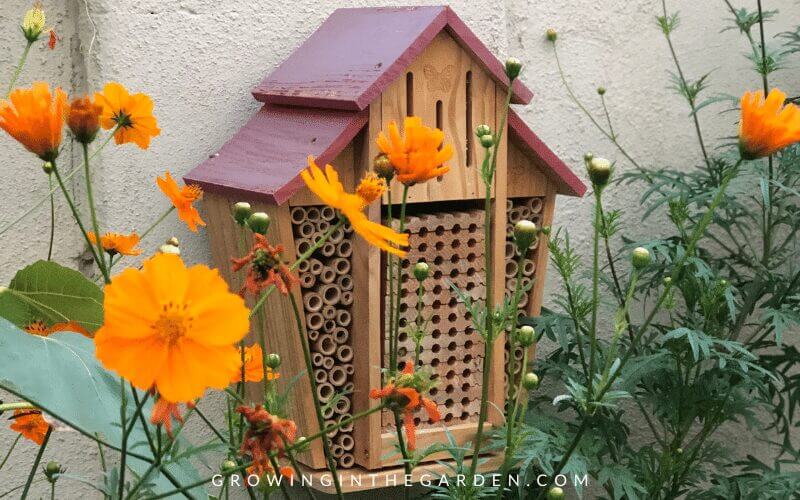 Insect Hotels: Answers to Common Questions