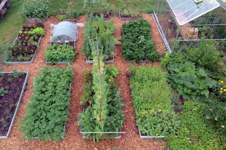 Inspiring Gardener: Vera Greutink, author of Edible Paradise featured image