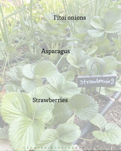 5 Tips for Successful Companion Planting