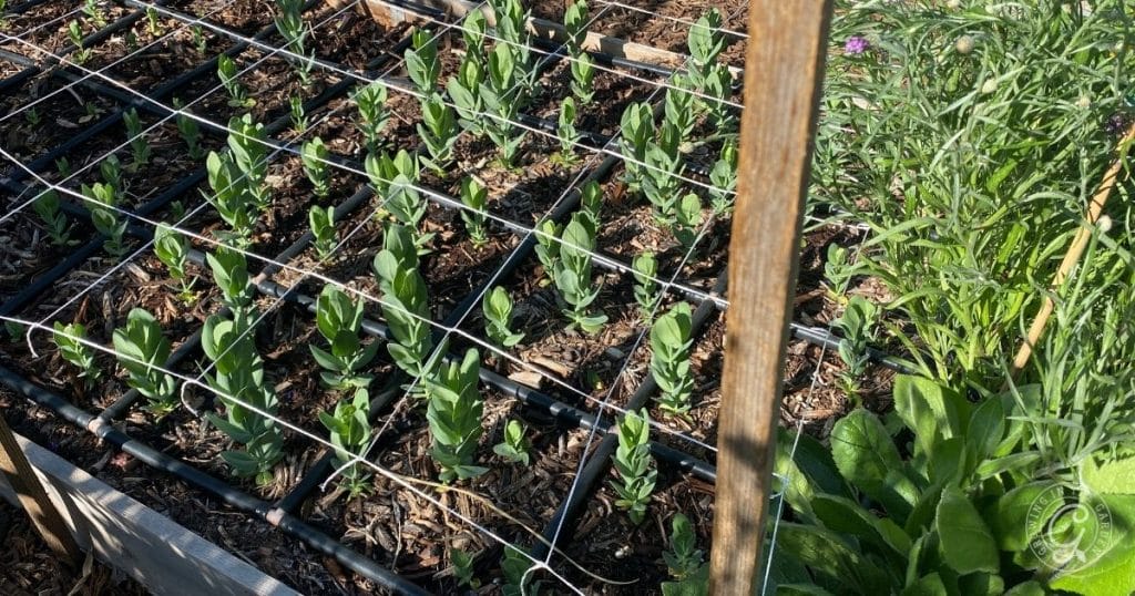 Install the First Layer of Netting