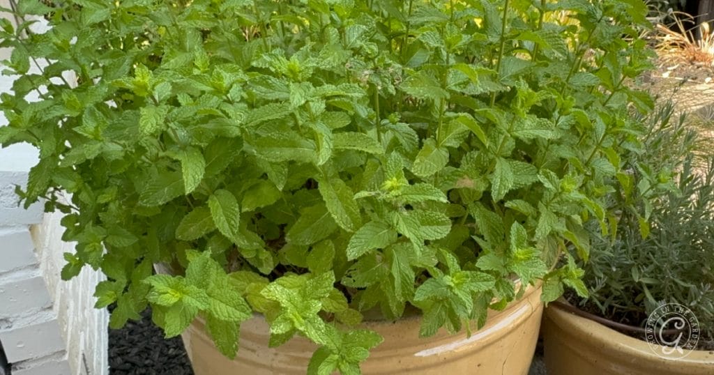 Invasive Mint: How to Prevent Mint from Spreading