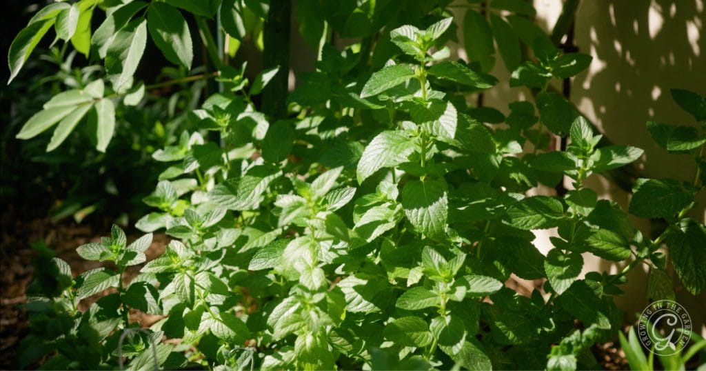 Bright green mint plants, known for their invasive mint tendencies, grow densely in a sunlit garden. Light walls and shady foliage form the background. A circular watermark appears in the lower right corner.